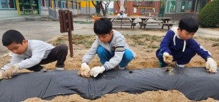 여주 능서초등학교, 씨감자 심기 활동 실시