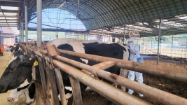 인천시, 소 결핵병 정기검진 추진