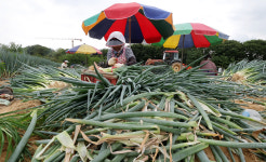 [포토] 무더위 속 대파 수확