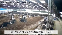 [단독] 포천 전투기 오폭, 가축사육 농가도 피해 확산⋯167마리 폐사