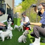 [국제 강아지의 날] 안락사 위기 유기견, 경기도가 지킨다…반려마루 주목