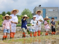 국립농업박물관, 홍천 겨릿소 써레질 시연&손 모내기 행사 개최