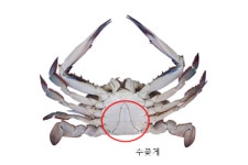 [서해 생물 이야기] 서해의 보물, 꽃게가 돌아온다