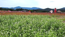 [르포] 천일홍 보러 왔어요 양주 나리농원, 축제 첫날 북적