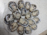 [서해 생물 이야기] 사랑의 묘약 굴