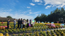花려한 국화축제, 드림파크 꽃대궐