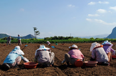 경기지역, 외국인 농작업 시범사업 외면…1곳만 참여