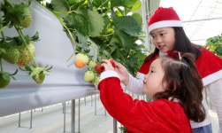 나처럼 빨간 딸기네