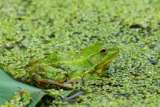 [보물 한가득 인천] 8. 우리는 한식구, 깃대종