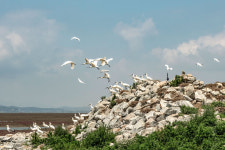 [보물 한가득 인천] 8. 우리는 한식구, 깃대종