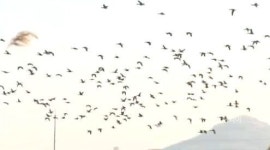 재두루미 150마리 김포에서 관찰돼