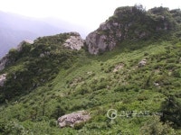 설악산 측백나무, 지구온난화로 사라진다