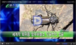 세계 희귀종 장수하늘소 인공번식 성공