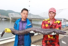 영덕서 1.4m초대형 뱀장어 포획…나이가 무려