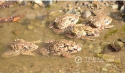 시민단체, 인천시 향해 계양산 보전계획 수립 촉구