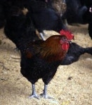 아침 알리는 수탉 울음 알고 보니 다른 이유