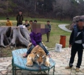 중국 동물원서 백두산 호랑이 학대 물의 빚어