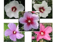 지구 반대편 우루과이에 나라꽃 무궁화 꽃핀다