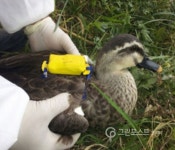 中 저장성서 온 흰뺨검둥오리 신종AI 검사결과 음성