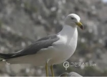괭이갈매기 번식기간 1~7월 7개월 최초 확인
