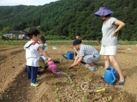 올해도 팔당호 친환경농장에는 희망배추가 자란다