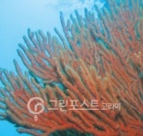 기후변화, 홍도 주변 수생태계 변화시켰다