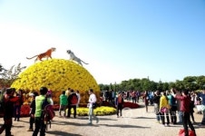 10년 맞은 드림파크 국화축제 역대 최다 관람객