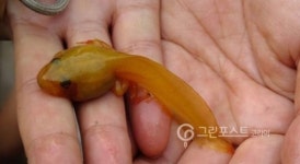 소싯적 황금개구리, 어릴 때는 황금올챙이?