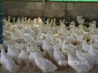 충북 진천서도 고병원성 AI 의심 신고