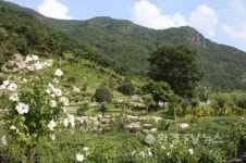 산림청, 6억원 들여 무궁화동산 만든다