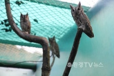 경기도서 구조된 천연기념물 새 8마리 방생