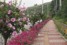 창녕장마로 최고의 무궁화 가로수길로 선정