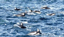 오호츠크해에서 온 고래…동해에 가득