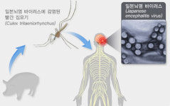 질병관리본부, 일본뇌염 주의보 발령
