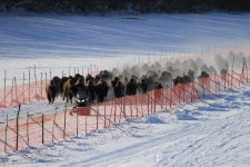 멸종위기 알래스카 들소, 야생서 첫 분만