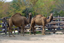 한국서 태어났는데.. 동물원 낙타 격리 수난