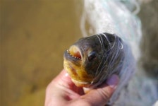 아마존 육식물고기 ‘피라냐’ 강원 횡성서 발견