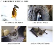 멸종위기 황금박쥐 발견…오대산 등 백두대산 생태축서 서식확인