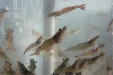 육지에서 바다새우 양식..친환경 새우 사시사철 먹는다