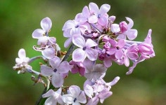 [환경과환경] 문익점 목화씨꼴 난 미국산 미스김 라일락.. 토종 라일락을 아세요?