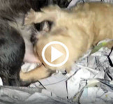 [영상] ‘동물농장’, 강아지공장 주사로 강제교배·수십번 제왕절개 고발…펫숍 구매 대부분 번식장 연결