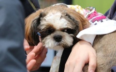 유기견 수천 마리 해마다 안락사…서울시, 올해부터 보호기간 20일로 연장