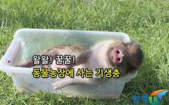 [움짤카드] 왈왈! 꿀꿀! 동물농장에 사는 기생충