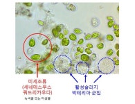 철강폐수·오염물질 동시 제거 미생물 혼합배양체 개발