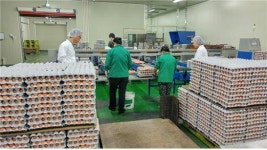 산란계 농장 살충제 성분 피프로닐·비펜트린은?...수입계란 안전은?