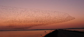 원주서 AI 바이러스 검출…방역당국 긴장