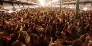 AI 확산 방지, 가축 등 일시 이동중지 명령