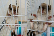 엄마 잃은 하늘다람쥐, 다시 자연 속으로