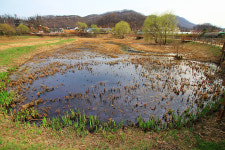 2급 멸종위기종 금개구리 사는데…아파트 5400가구 들어서나