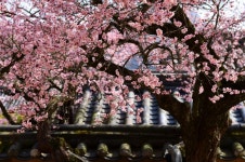 [포토] 한국 첫째 매화 천연기념물 고불매의 자태